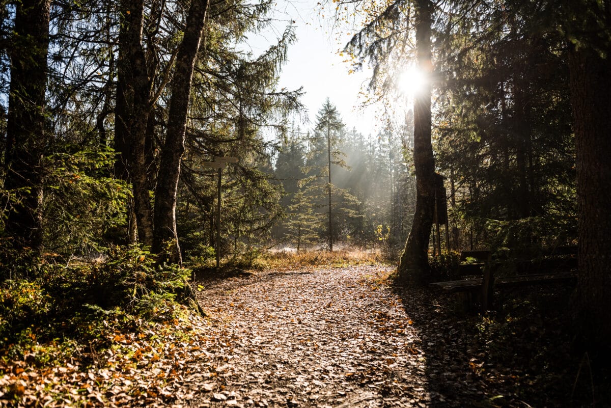 Charming nature in the Tiefenberger Moos in Ofterschwang