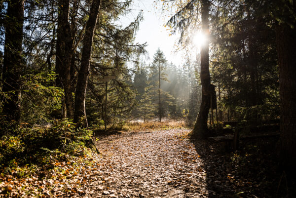 Reizvolle Natur im Tiefenberger Moos in Ofterschwang